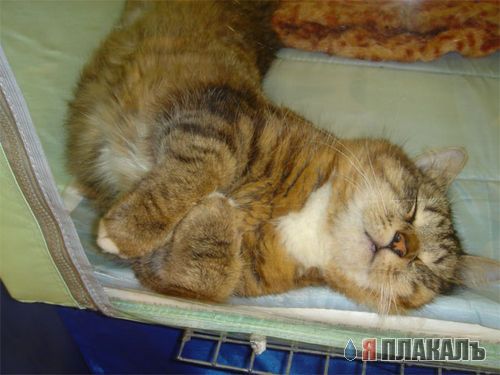 Котовторник!