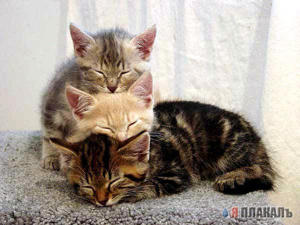 Коты проспали котовторник