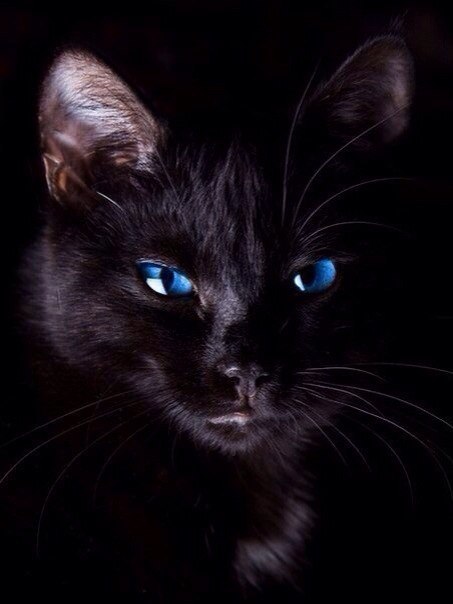 Коты из сети