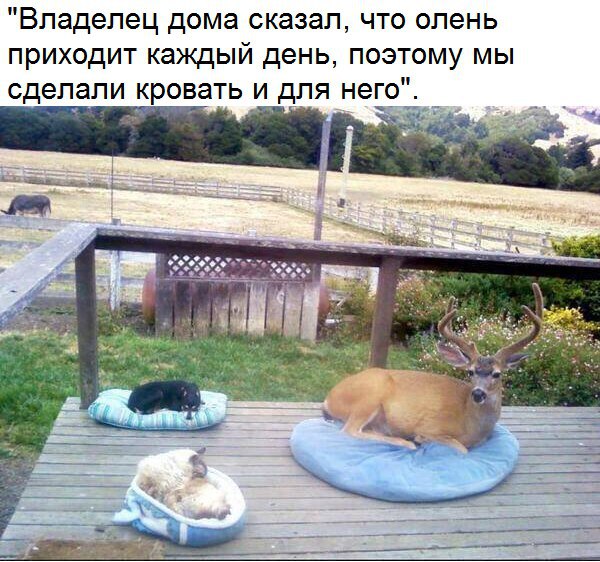 Самые смешные животные