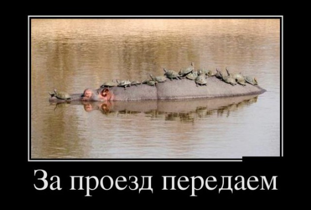Подборка забавных животных