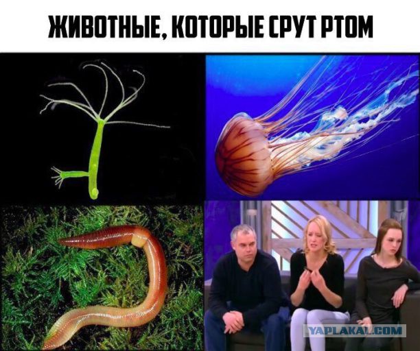 Приколы в стиле "регресс"