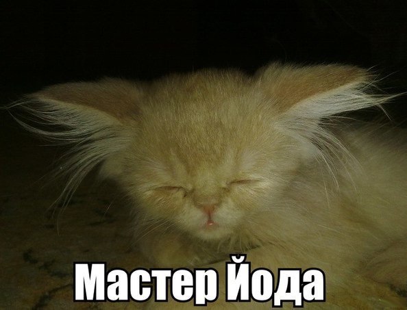 Картинки для поднятия настроения