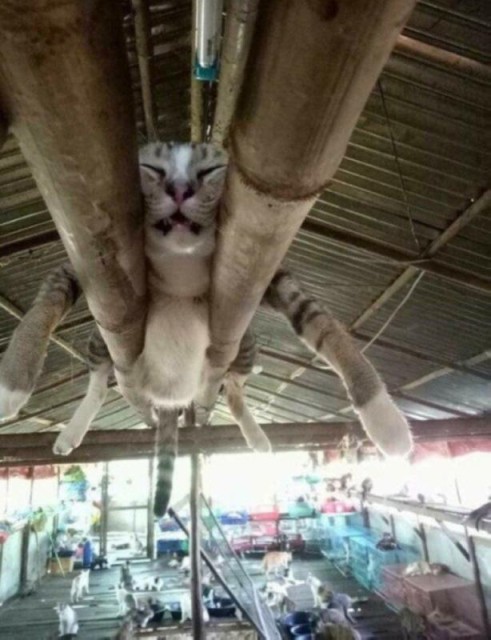 Коты и Кошки