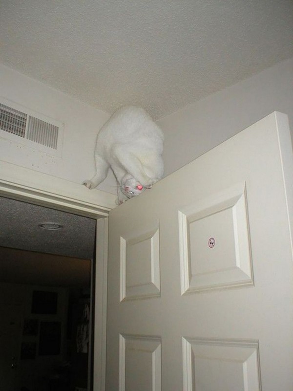 Коты и Кошки