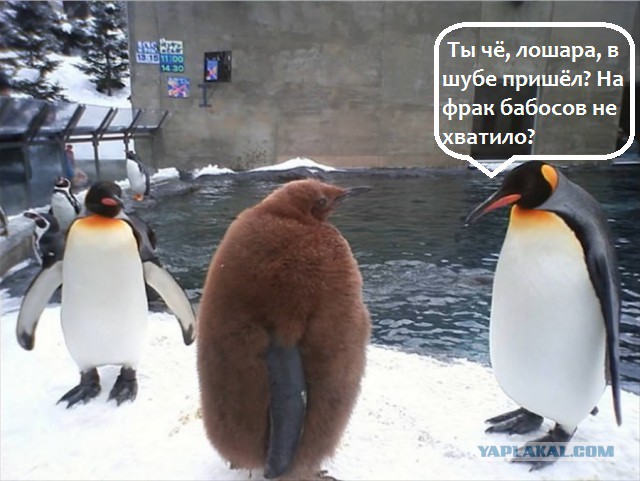 Подборка интересных и веселых картинок