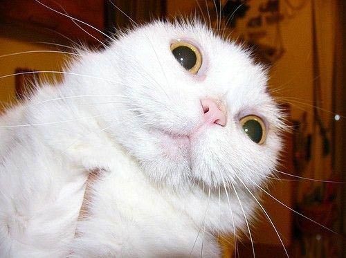 Уррааа! Котовторник на ЯПлакалъ!