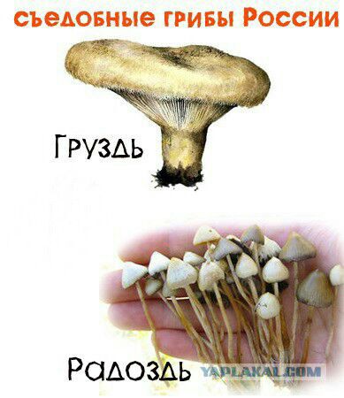 Да вы тут все наркоманы