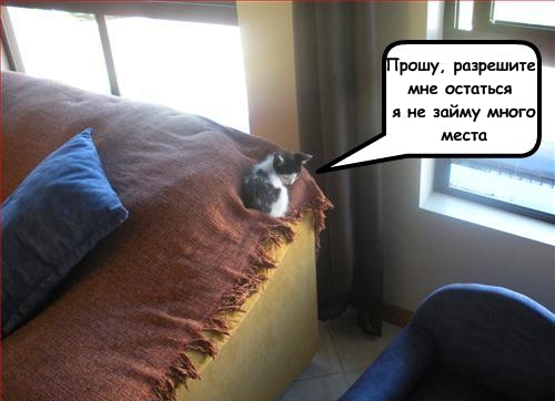 Lolcats - котовторник 33 лолокота!