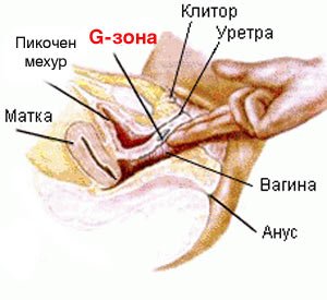 Сперматозоиды, клитор и другие открытия, кардинально поменявшие сексуальную жизнь человечества