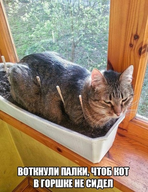 Немного милоты