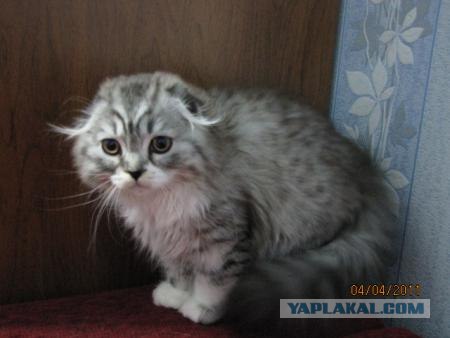 Котейкин вторник! Космический 12.04!