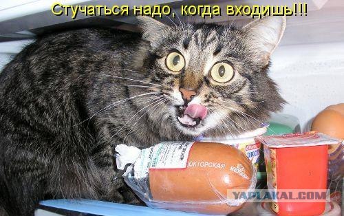 Котовторник