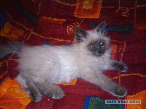 Котовторник с Максом