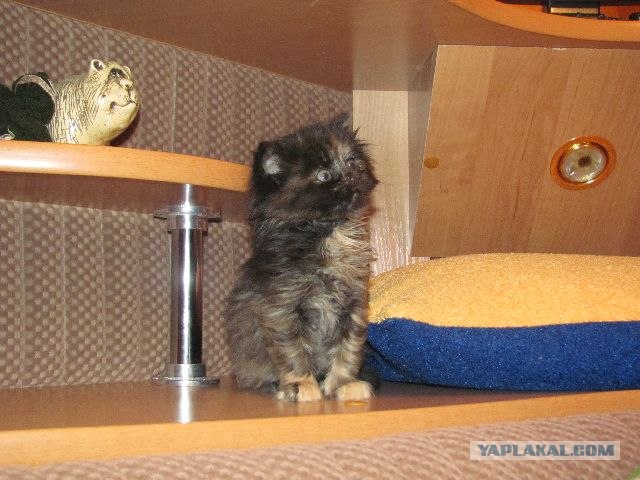 Котовторник 1.11.11
