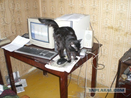 Котовторник (14.02.2012)