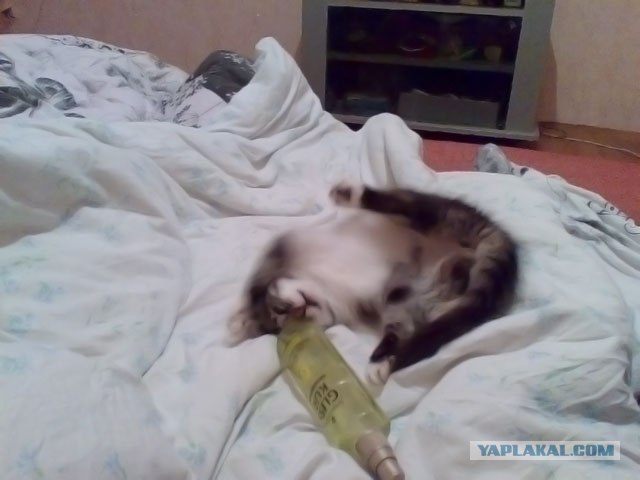 КОТОВТОРНИК (6.03.2012)
