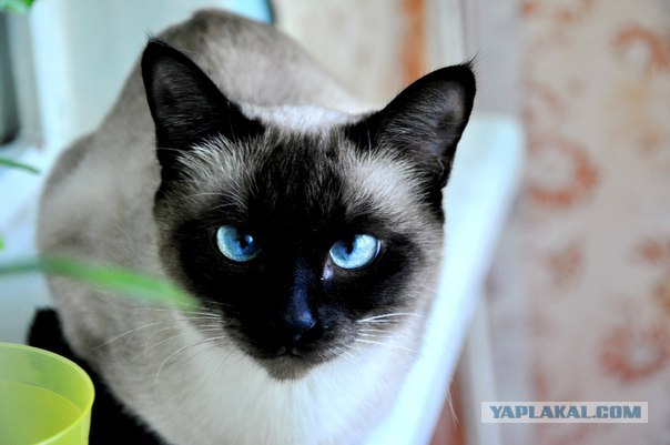 Котовторник   5.06.2012