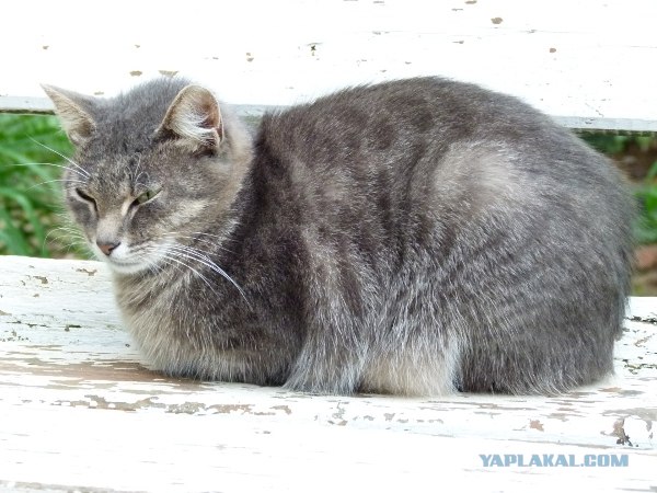 Котонянька и котовторник
