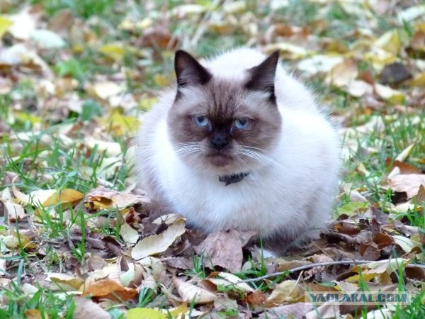 Котовторник ( 23.10. 2012. )