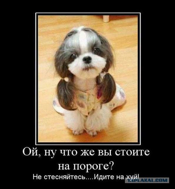 Самые смешные снимки животных за 2012 год