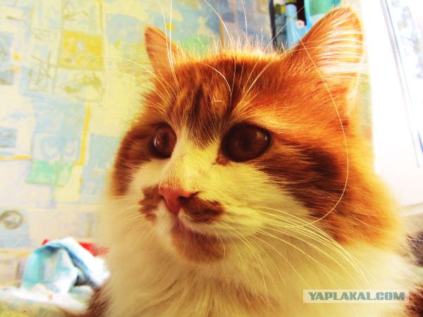 Котовторник 19.02.2013