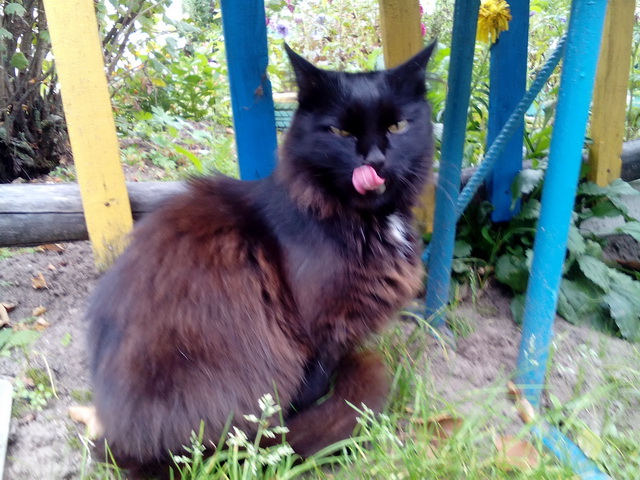 Котовторник 26.02.2019