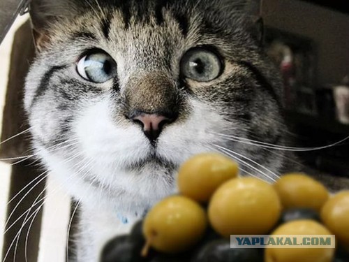 Кошка двое суток продержала в заложниках на кухне жительницу Архангельска