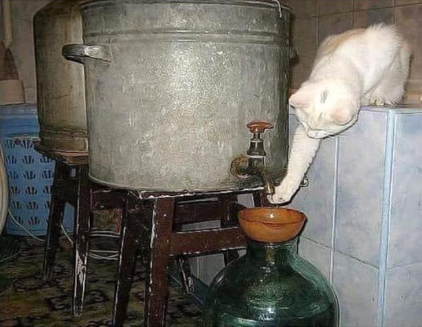 Забавные животные