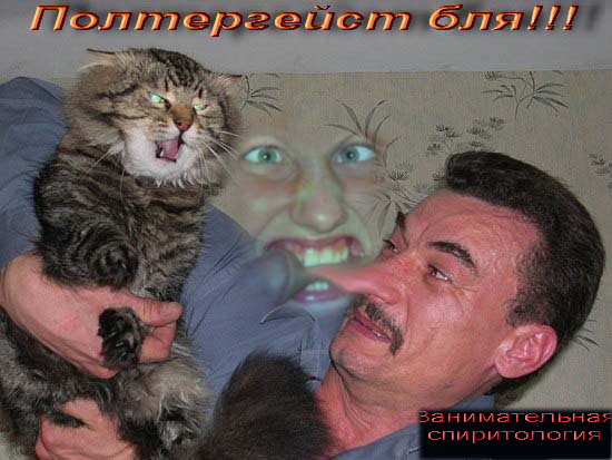 Злой кот