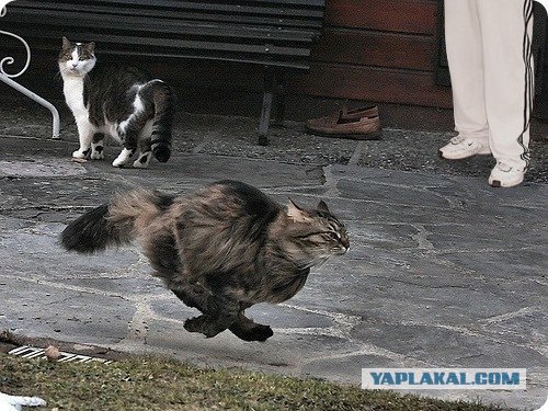 Быстрый кот
