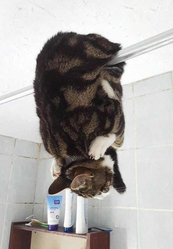 Фотографии, которые доказывают, что кошки самые большие сволочи