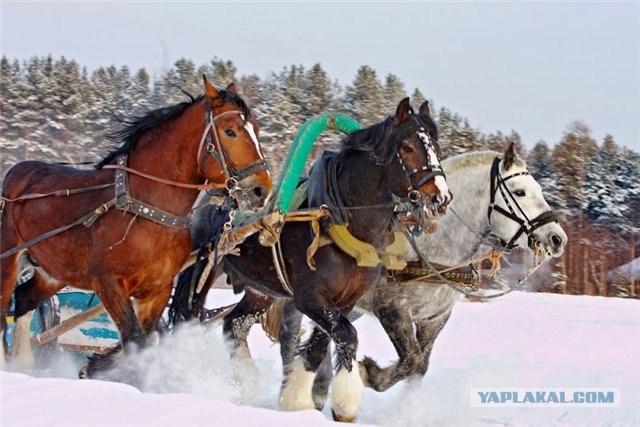Одна лошадиная сила