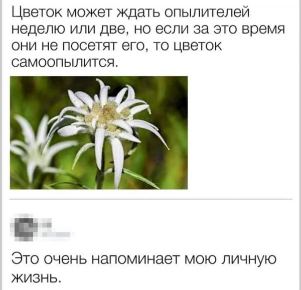 Юмор и прикольные картинки
