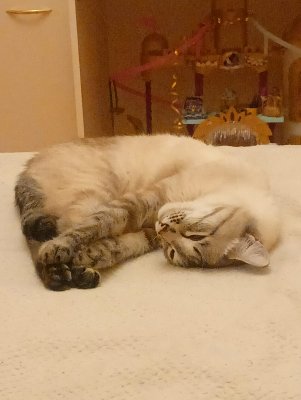 Сегодня всемирный день кошек!