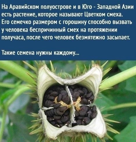 Немного наркомании и шизофрении в ленту