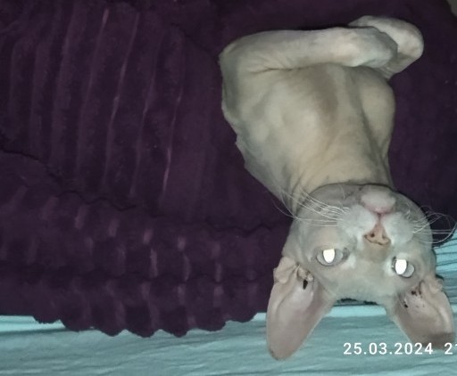 Котовторник!