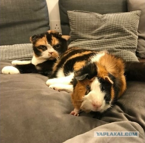 День чёрной кошки отмечается сегодня