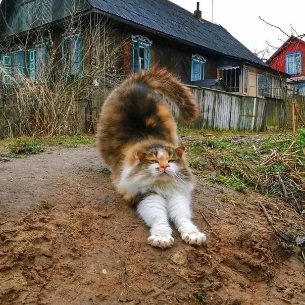 Тараканчики