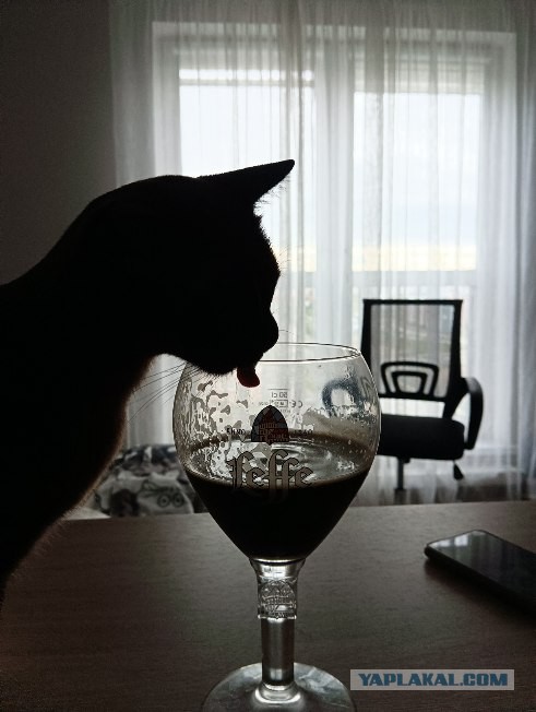 Когда кот смотрит в окно и не реагирует — это знак, который нельзя игнорировать