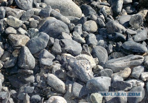 Алаколь. Всё включено отдыхать хорошо, а дикарями лучше