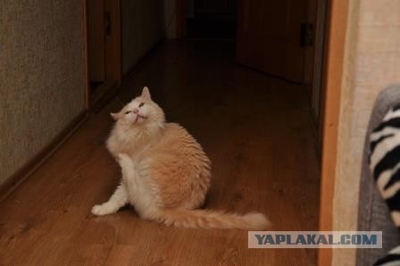 Зимняя шубка — это не шутка (котовторник)