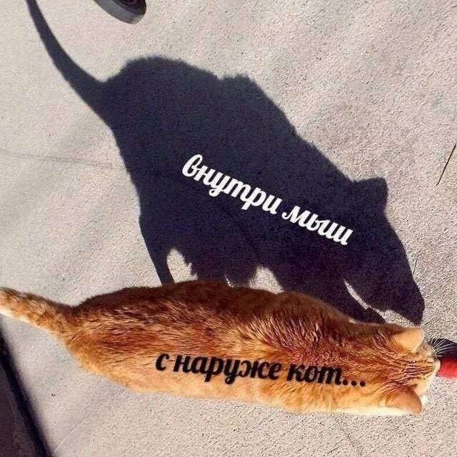 Картинки для деградации 115 (разной степени свежести)