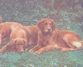 О, my dog