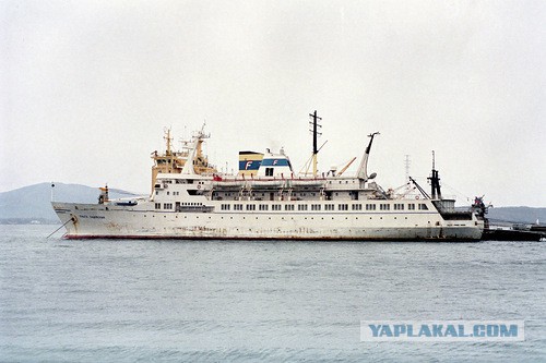 Британцы испугались Русских крыс-каннибалов