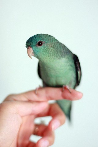 Как я попуганов размножала