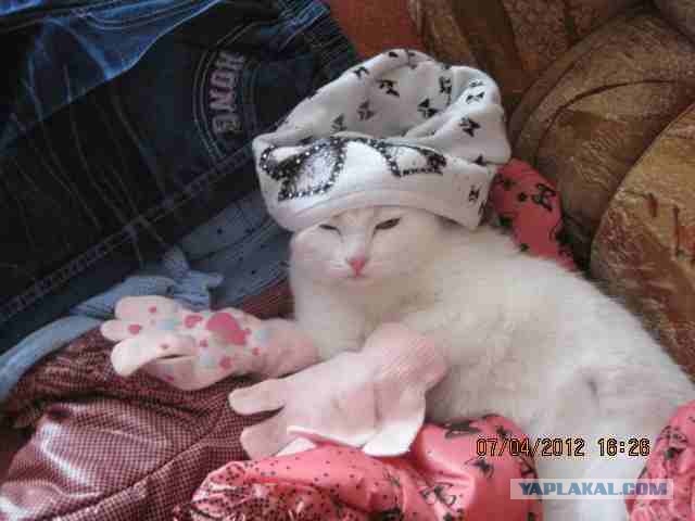 Котовторник 17.06.2014