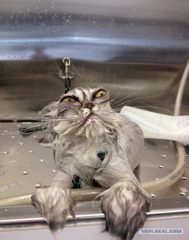 А еще говорят,что кошки воды боятся!