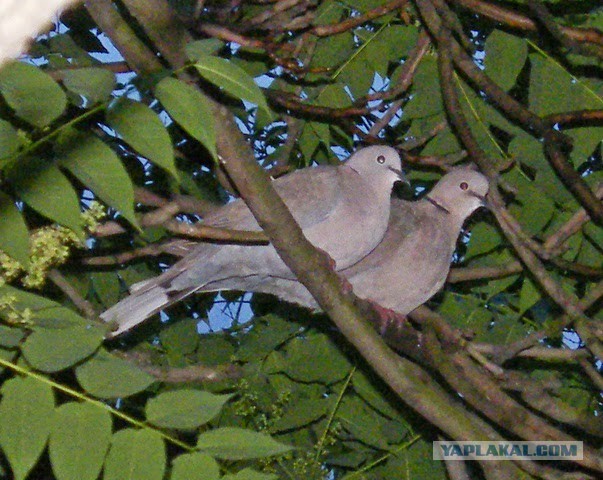 Плюсомет со шпалометом