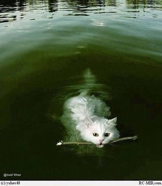Едко, но метко..